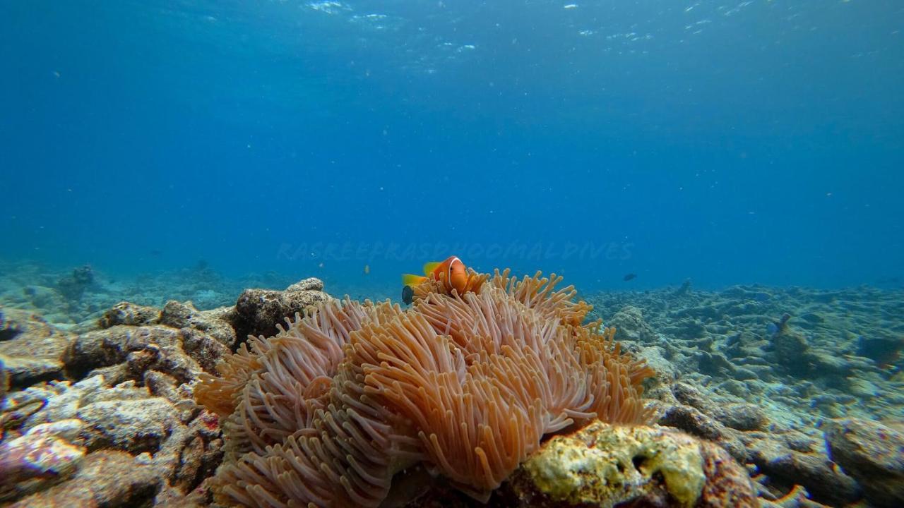 Rasdhoo 马尔代夫拉斯胡环礁旅馆酒店 外观 照片
